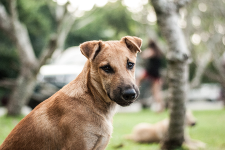 Bangphra Ordinary Dogの写真素材