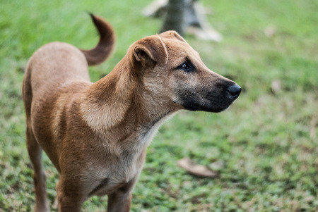 Bangphra Ordinary Dogの写真素材