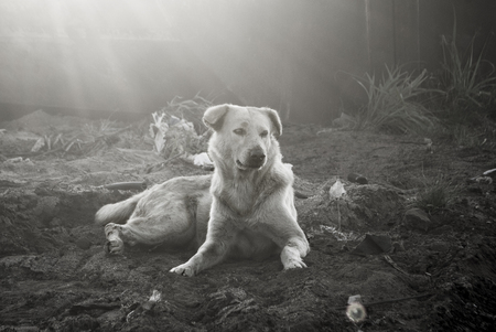 Like a Boss. / Bangsaen, Chonburi, Thailand.の写真素材