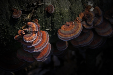 Colourful fungi colony on a fallen tree-trunk