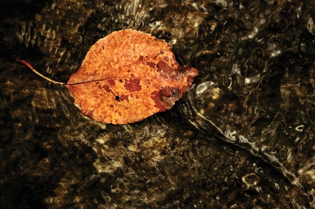 Leaf drifting away in a brookの写真素材