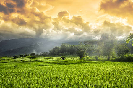 Golden Sky at rice fieldの写真素材