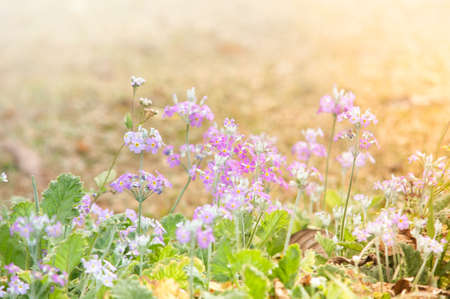 Flowers in Sunshineの写真素材