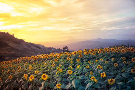 Sunset at sun flowers farm.の写真素材