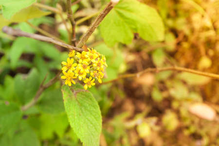 Yellow Flowersの写真素材