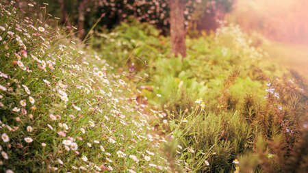 Flowers in sunshineの写真素材