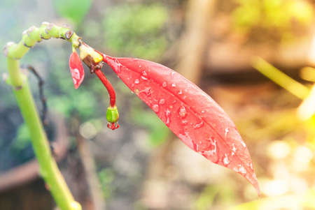 Christmas Tree Leaf   の写真素材
