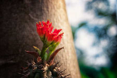 Cactus Flowerの写真素材