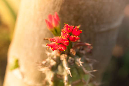 Cactus Flowerの写真素材