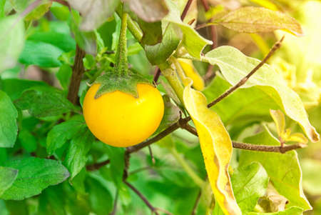 Solanum laciniatumの写真素材
