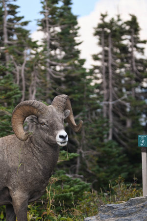 Bighorn Sheep Ram at Logan Pass in Glacier National Park Montanaの写真素材