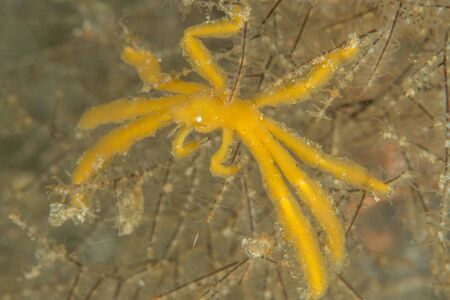 Achaeus japonicus, sometimes known as the orang-utan crab, is a crab of the family Inachidae which can be observed in tropical waters of the central Indo-Pacific.の写真素材