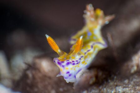 Juvenile Ceratosoma tenue in Pulau Wehの写真素材