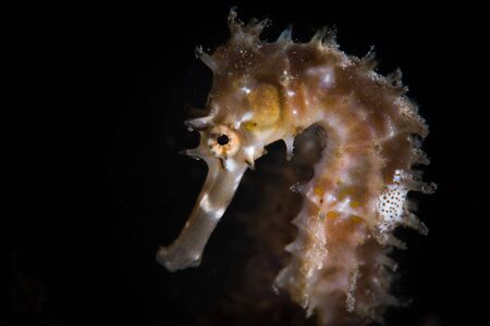 Thorny seahorse in coral reef. Pulau Weh, Indonesiaの写真素材