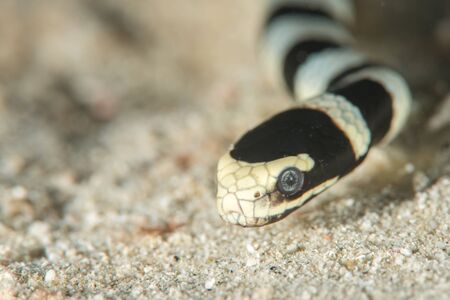 Sea snakes, or coral reef snakes, are a subfamily of venomous elapid snakes, the Hydrophiinae, that inhabit marine environments for most or all of their lives.の写真素材