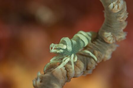 The Anker's Whip Coral Shrimp (Pontonides ankeri) is also known as the Barred Wire Coral Shrimp and sometimes simply as the Whip Coral Shrimpの写真素材
