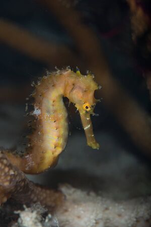 Yellow thorny seahorse in coral reef. Pulau Weh, Indonesiaの写真素材