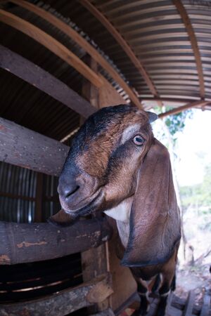 Kalahari or Boer Goats in a local house in Pulau Weh, Indonesiaの写真素材