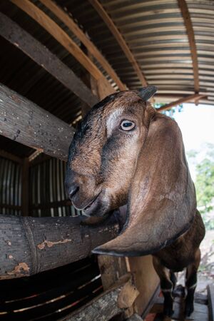 Kalahari or Boer Goats in a local house in Pulau Weh, Indonesiaの写真素材