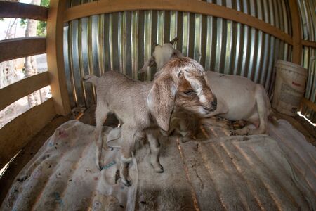 Baby goat just born with her mum in the farm. Local lifestyle in Pulau Weh, Indonesia.の写真素材