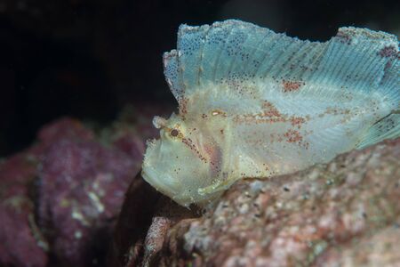 Leaf Scorpionfish are ambush predators and often rock back and forth with the current or tide, resembling leaves or drifting seaweed.の写真素材