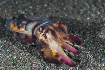 Metasepia pfefferi, also known as the flamboyant cuttlefish. Lembeh strait. Indonesiaの写真素材