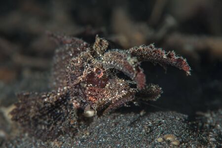The Ambon scorpionfish is an ambush predator. It will camouflage itself, wait for some prey to come close in front of itself, and then lunge forward and inhale the prey.の写真素材