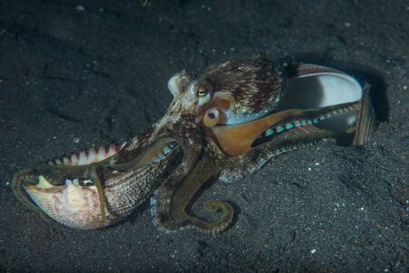Amphioctopus marginatus (2), also known as the coconut octopus and veined octopusの写真素材