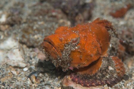 The red flasher scorpionfish or rough humpback scorpionfish, Scorpaenopsis macrochir, is a scorpionfish from the Pacific.の写真素材