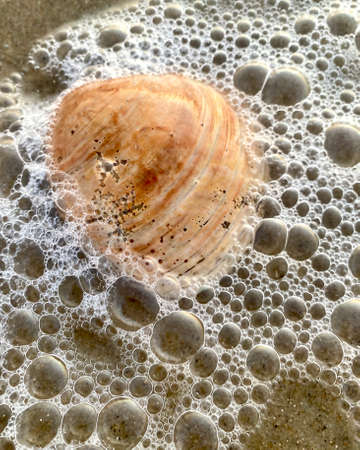 Sea shell on the beach shoreの写真素材