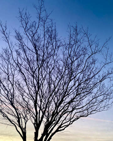 Tree silhouette taken in at dawn