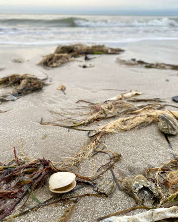 Sea shell on the seashoreの写真素材