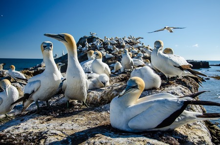 Gannet Colony at Cape Kidnappers in Hawkes Bay near Hastings on North Island, New Zealand.