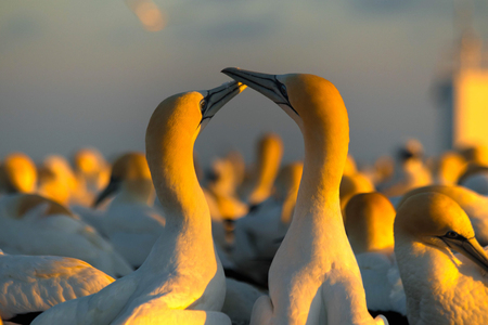 Two Gannet birds in love from Gannet Colony at Cape Kidnappers at sunrise in Hawkes Bay near Hastings on North Island, New Zealand.の写真素材