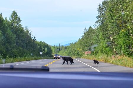 Black bear with small baby cub crossing george parks highway road in Denali State park, Alaska, United States, North America.の写真素材