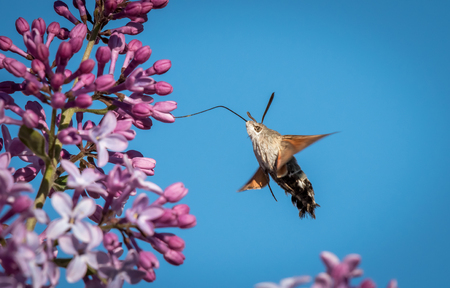 Hummingbird hawk-moth (Macroglossum stellatarum) feeding on blossoms of lilacの写真素材