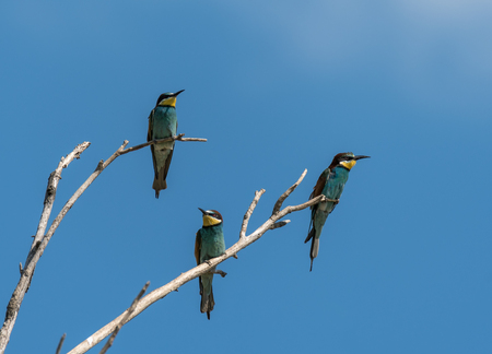 Three bee-eaters are sitting on branches and looking out for insects
