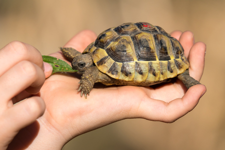 A young tortoise is feeded by a young childの写真素材