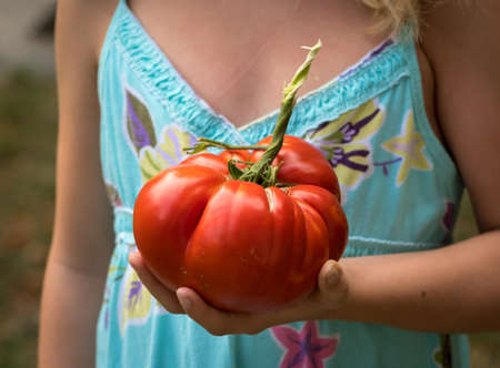 Gigantic tomato held by a childの写真素材