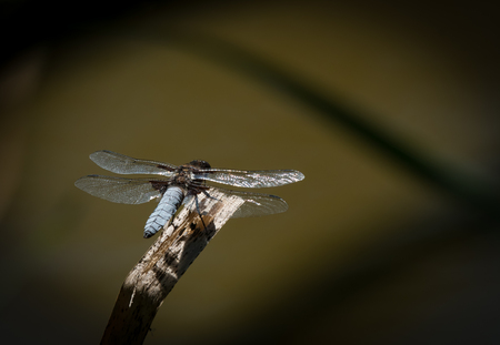 A broad-bodied chaser dragonfly (Libellula depressa) resting on a twigの写真素材