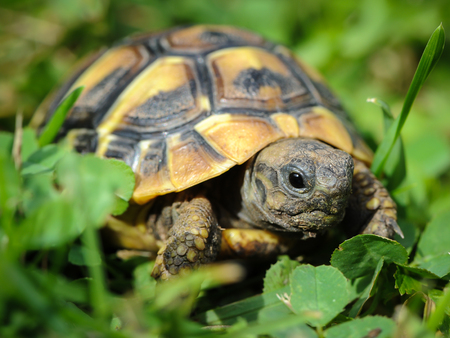 Portrait of a young tortoise wandering throuph the green grassの写真素材