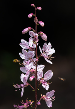 Closup of the blossoms of Diptam with insects flying aroundの写真素材