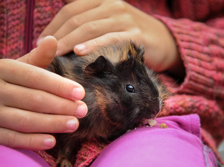 Young guinea pig in the hands of a childの写真素材