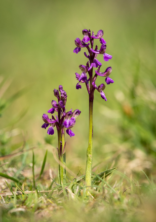 Closeup of a wild orchid in a meadow in Croatiaの写真素材