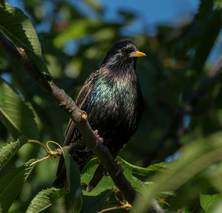 Starling sitting on a branch of a cherry tree on a sunny dayの写真素材