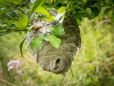 Closeup of a wasp's nest hanging on a branch of a bushの写真素材