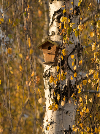 Nesting box hanging on a birch tree with yellow leaves in autumnの写真素材