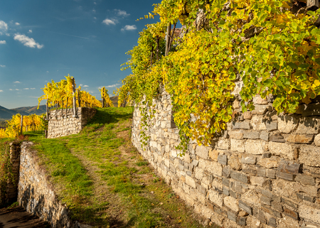 Old vineyards and stonewall near Weissenkirchen (Wachau, Austria) in autumnの写真素材