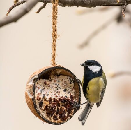 A great tit visiting a feeding place made of a coconutの写真素材