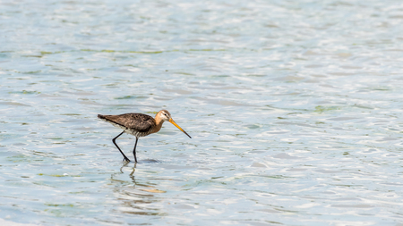 A black-tailed godwit (Limoa limosa) wading in a pond, Seewinkel Austriaの写真素材